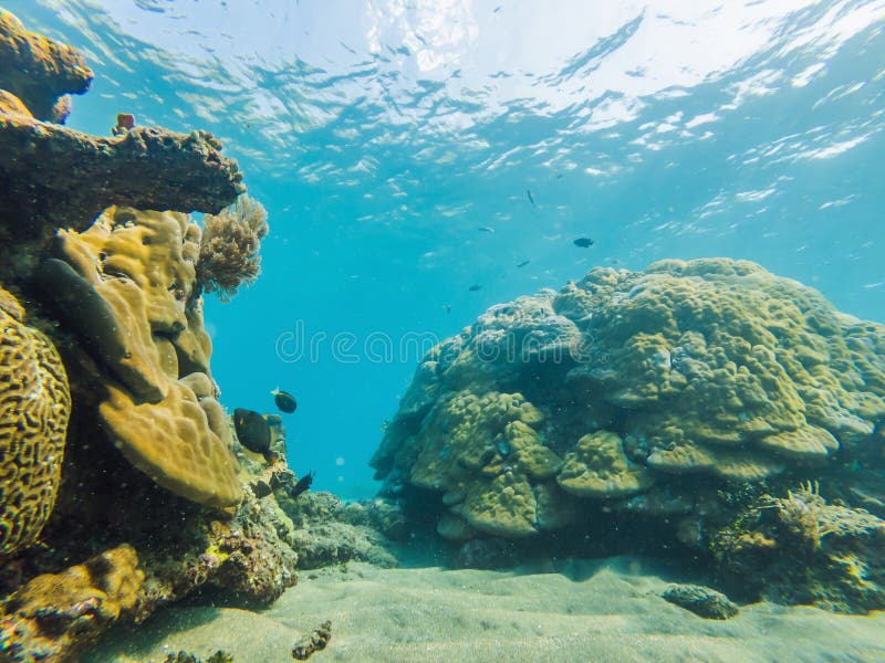 Underwater life landscape. Fish shoal at coral reef ocean underwater stock photos Underwater life landscape. Fish shoal at coral reef ocean underwater stock photos