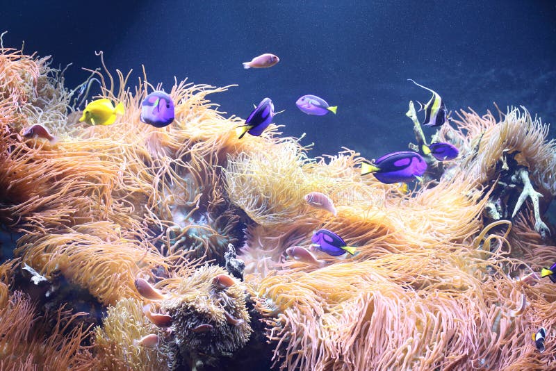 Underwater life stock image. Image of ocean, reefs, water 76973693