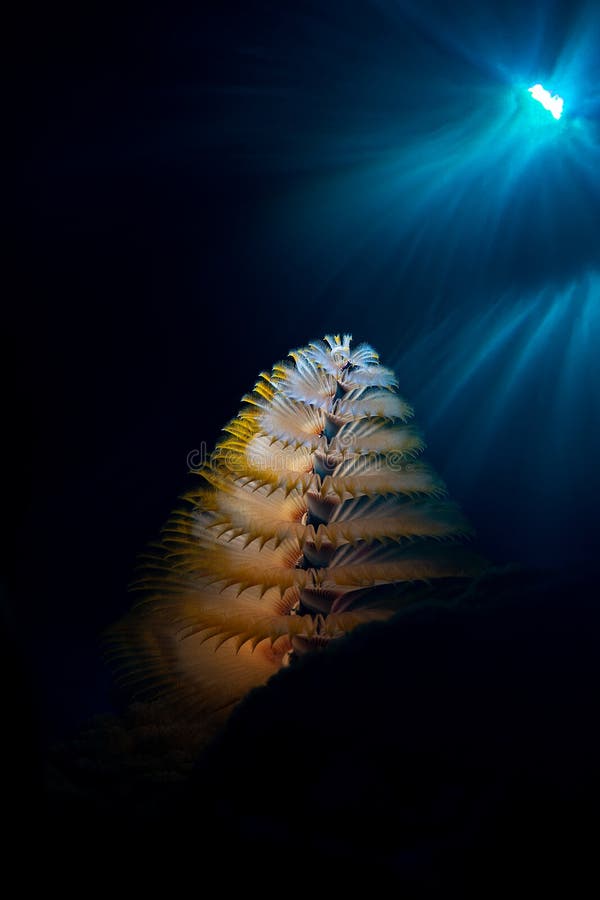 Underwater marine scene with soft coral and sun rays piercing through the water stock images