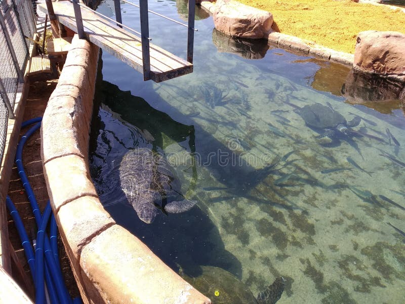 Underwater observatory editorial photo. Image of nature 165679091