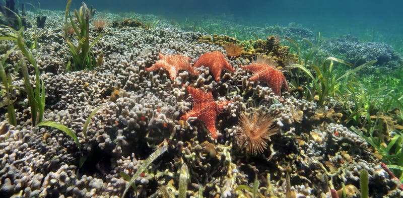 Underwater panorama of a coral reef with starfish stock photography Underwater panorama of a coral reef with starfish stock photography