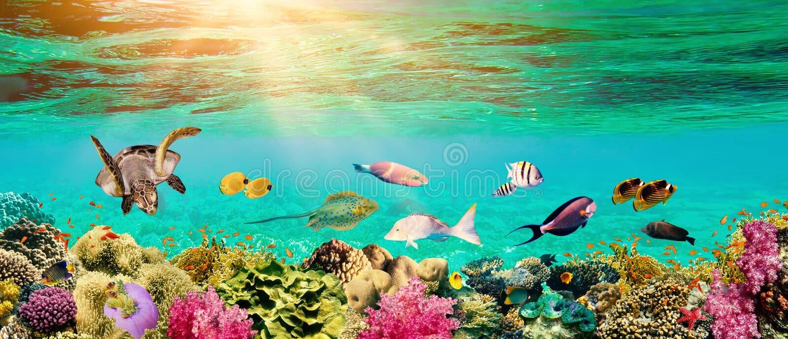 Colorful Fishes Images – Browse 980,453 Stock Photos, Vectors, and Video