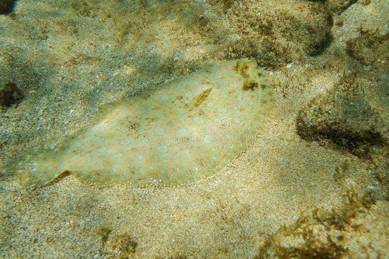 Underwater Peacock flounder fish on the seabed royalty free stock photography