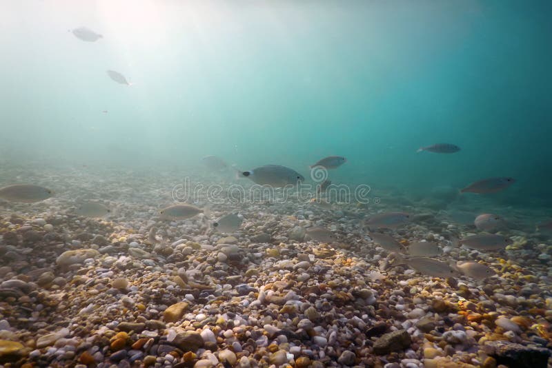 Underwater Pebbles Clear Sea with Swimming Fishes Stock Image - Image ...