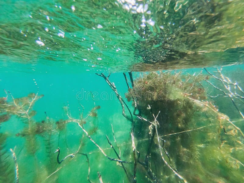 Underwater photo of clear water in river Drini, Albania stock image Underwater photo of clear water in river Drini, Albania stock image