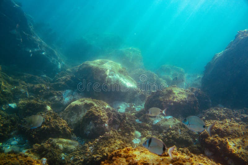 Underwater Photo Near the Coast of Flora and Fauna on Rocky Seabed ...