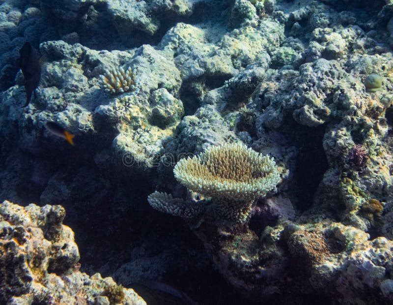 Underwater Photograph with Variety of Fish and Colorful Coral of Great ...