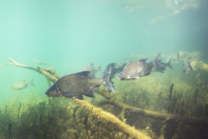 Underwater photography of Carp bream Abramis Brama. Beautiful fish in close up photo. Underwater photography in the wild nature. River habitat. Swimming Common Bream in the clear pond. Underwater photography of Carp bream Abramis Brama. Beautiful fish in close up photo. Underwater photography in the wild nature. River habitat. Swimming Common Bream in the clear pond.