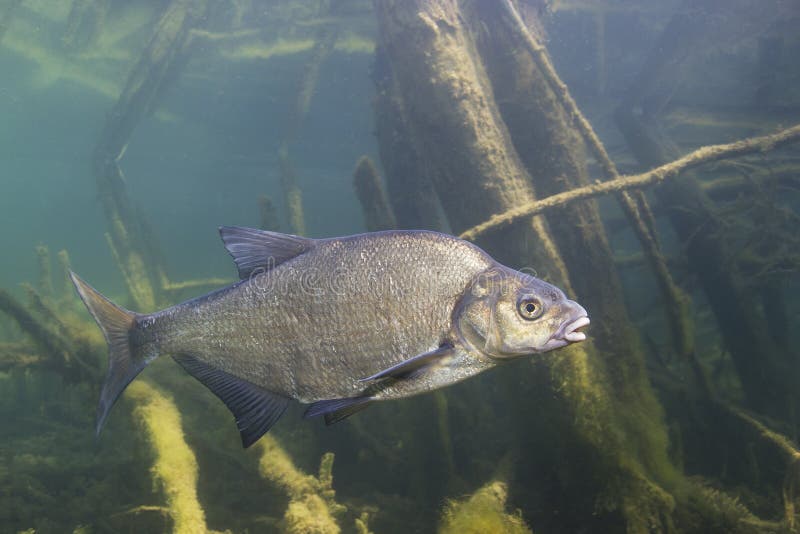Underwater photography of Carp bream Abramis Brama. Beautiful fish in close up photo. Underwater photography in the wild nature. River habitat. Swimming Common Bream in the clear pond.