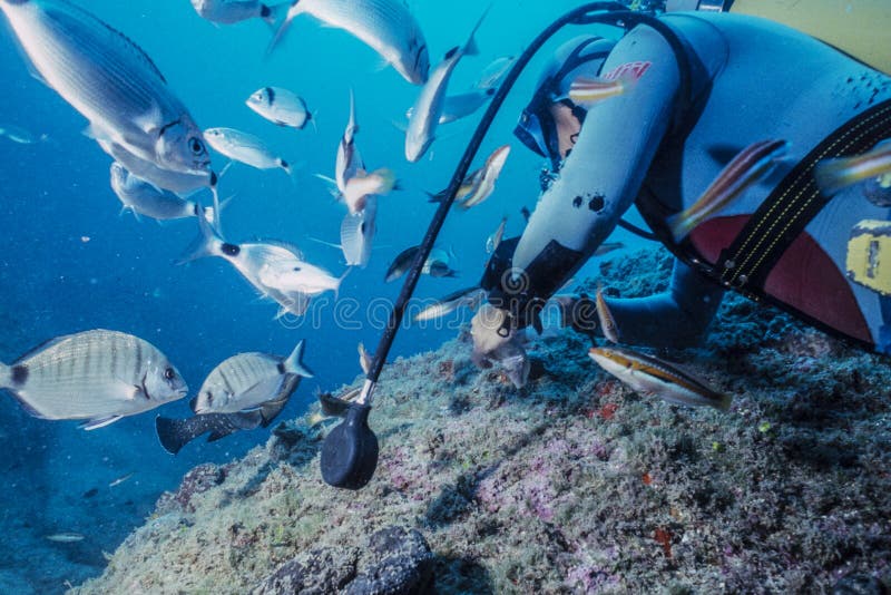 A Diver Feeding Tropical Fish in a Caisson Stock Photo Image of fish
