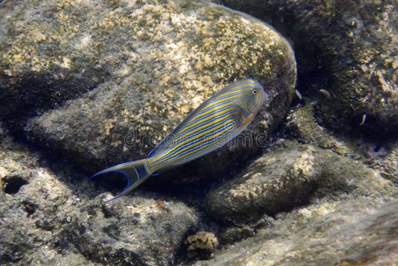Underwater Photography Nice Blue Yellow Striped Fish Stock Photo