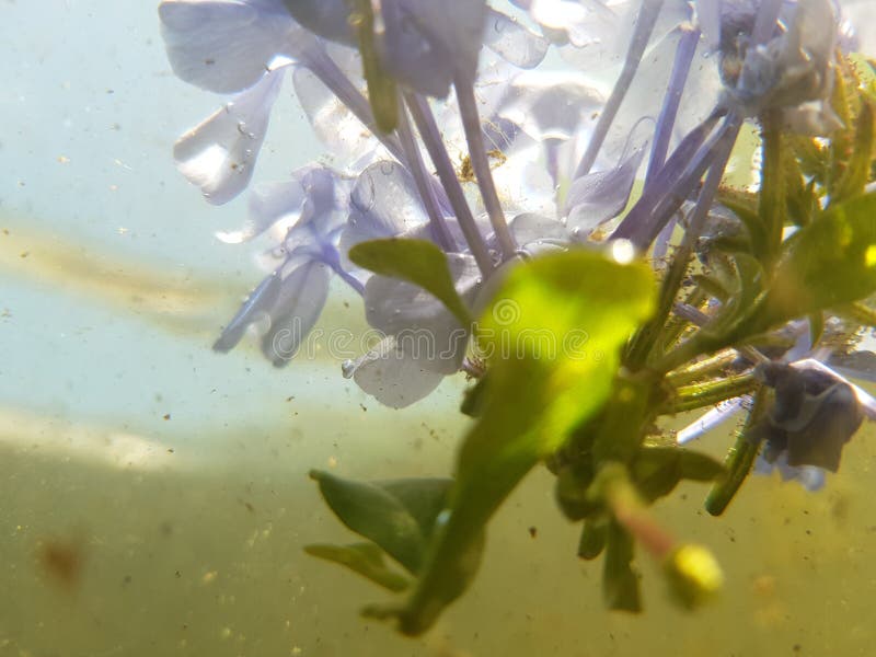 Underwater Flowers stock photo. Image of flowers, underwater 120802112