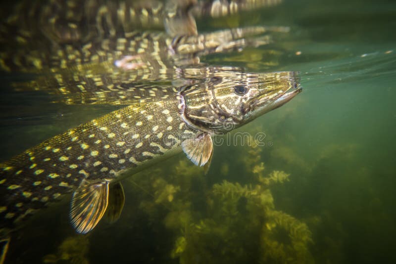 Underwater Pike. Fish. River predator.