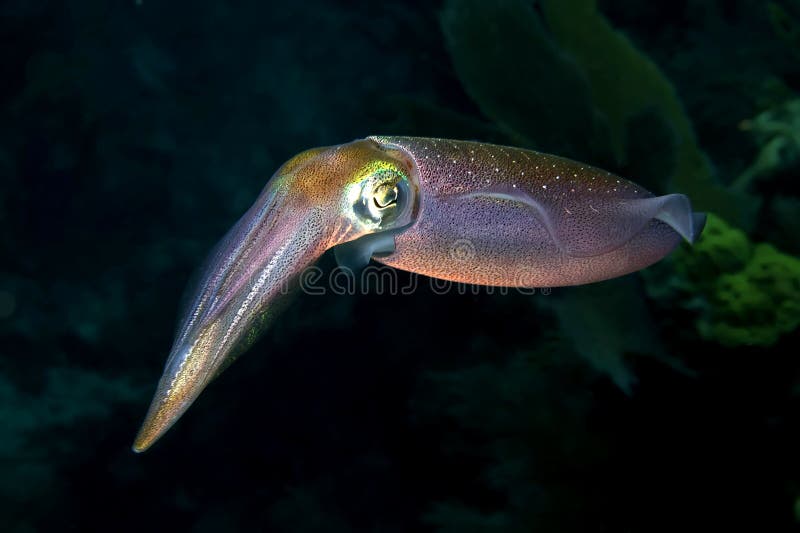 castaway paradise blue flying squid castaway paradise blue flying squid
