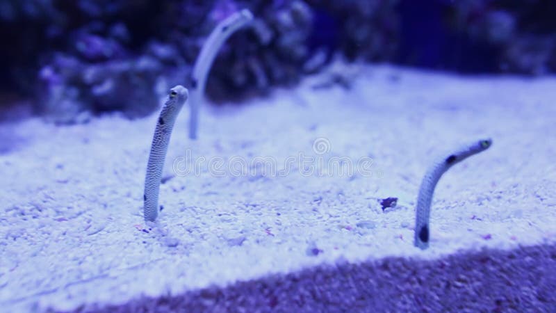 Underwater Sand Worm Yellow Striped Stock Video - Video of worms