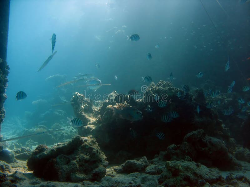 Underwater Scene stock photo. Image of life, holiday, vivid - 1818726