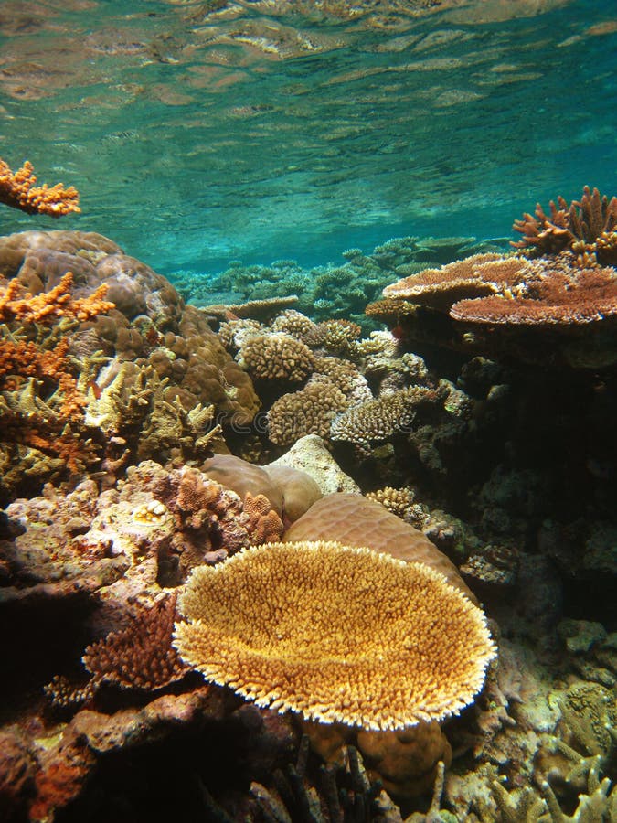 Underwater Scene of Great Barrier Reef Stock Image Image of giant