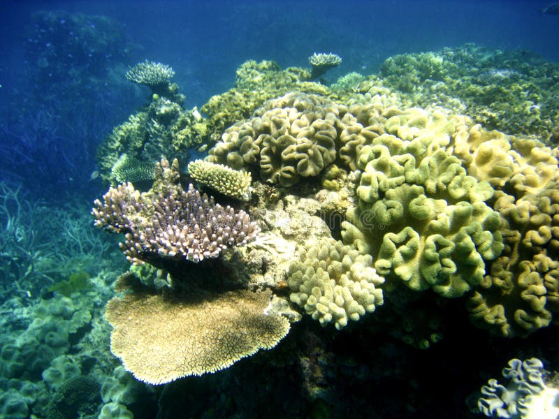Underwater Scene of Great Barrier Reef Stock Photo Image of reef