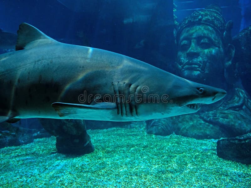 Underwater Scene of Sand Tiger Shark in Aquarium Stock Photo - Image of