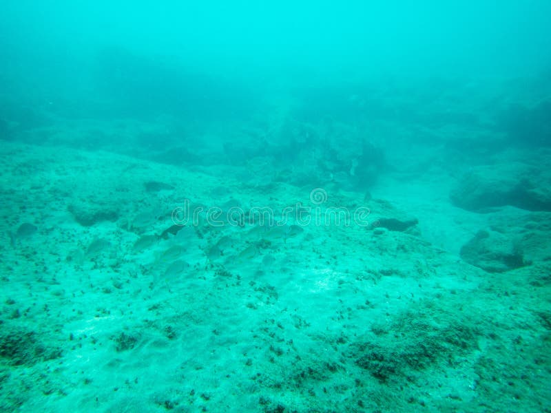 Underwater Scene in Shallow Waters with Light Rays on Ocean Seabed
