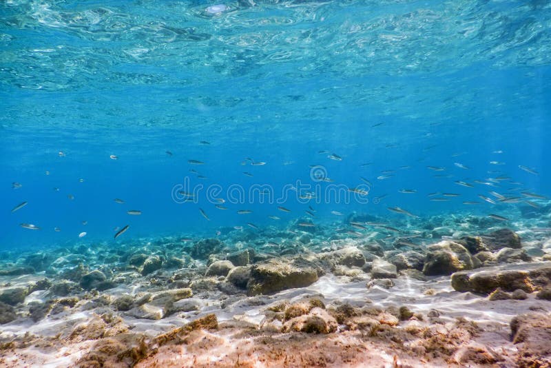 Underwater Scene Sunlight, Fish and Water Surface. Underwater Li Stock ...