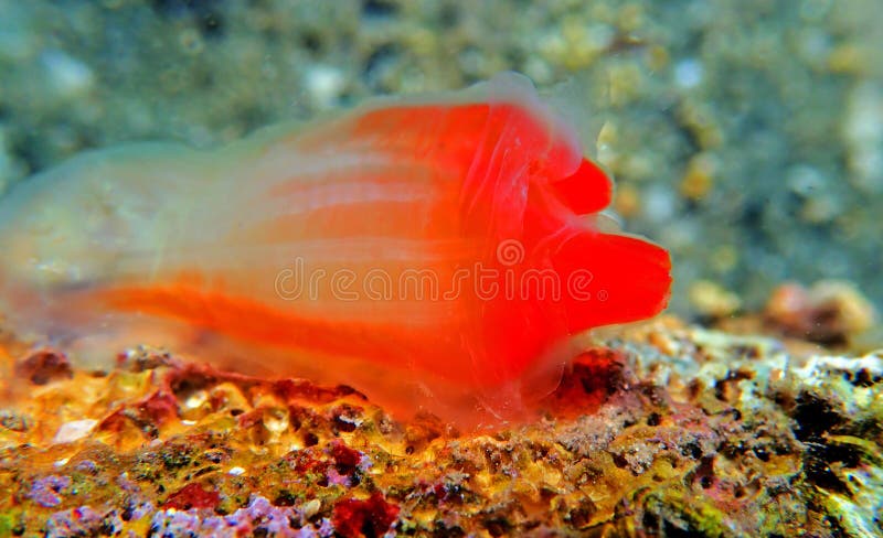 Underwater scene of vase sea squirt - Ciona intestinalis. Ciona intestinalis is an ascidian, a tunicate with very soft tunic. Its Latin name means, literally, ` royalty free stock photos Underwater scene of vase sea squirt - Ciona intestinalis. Ciona intestinalis is an ascidian, a tunicate with very soft tunic. Its Latin name means, literally, ` royalty free stock photos