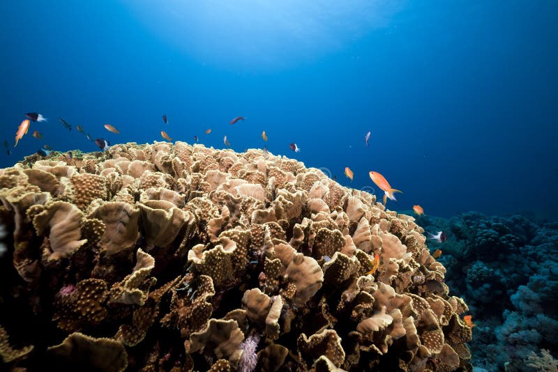 Underwater scenery in the Red Sea.