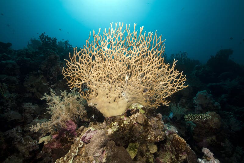 Underwater scenery in the Red Sea.