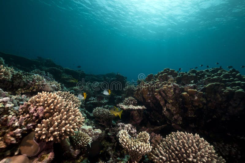 Underwater scenery in the Red Sea.