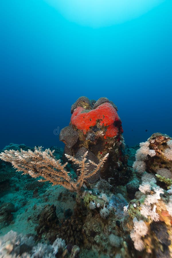 Underwater scenery in the Red Sea.