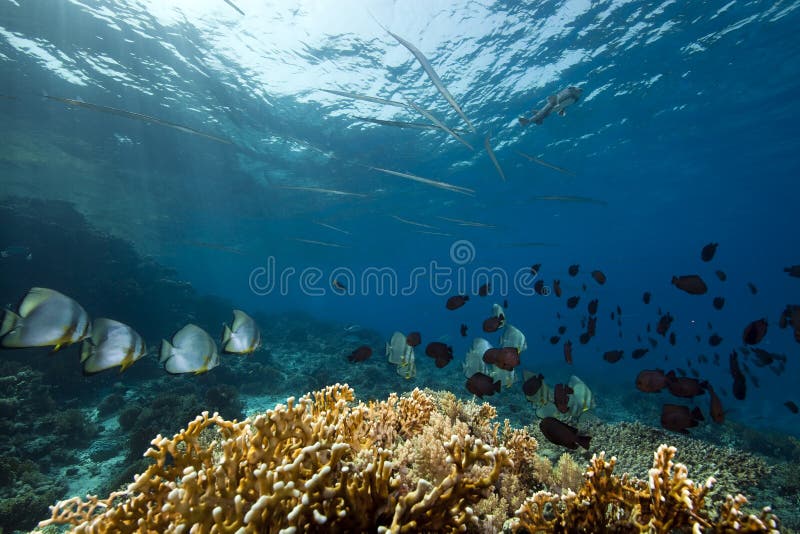 Underwater scenery at Yolanda reef