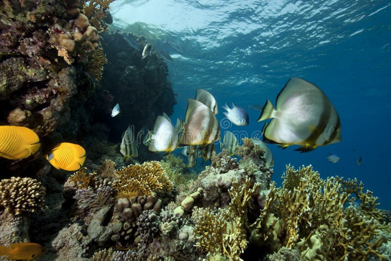 Underwater scenery at Yolanda reef