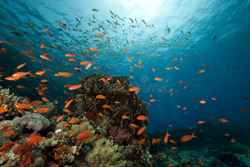 Underwater scenery at Yolanda reef