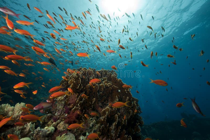 Underwater scenery at Yolanda reef