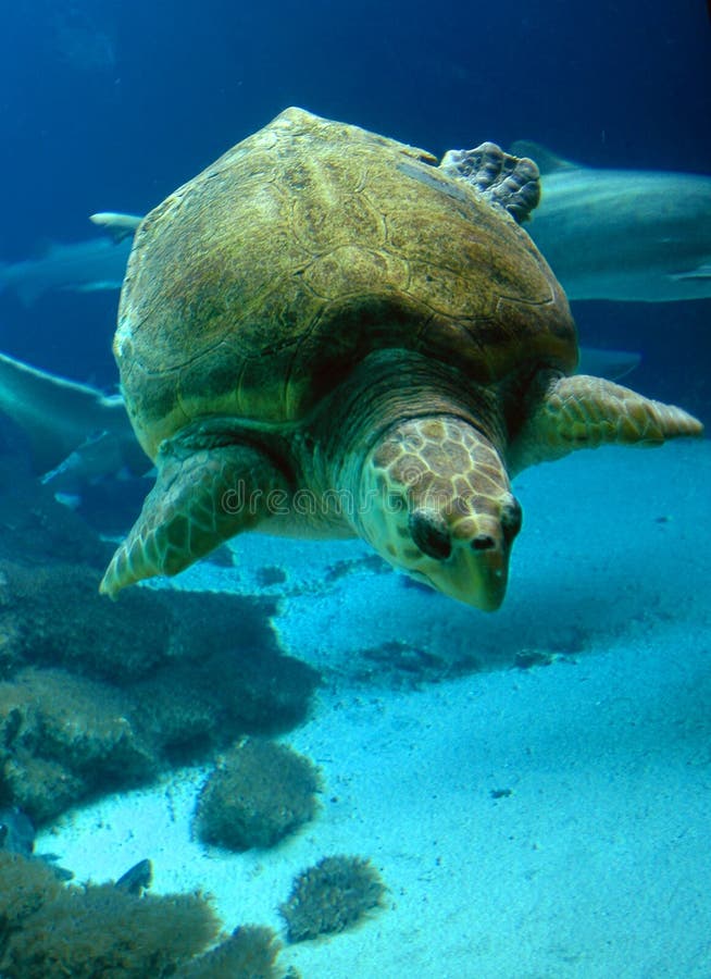 Underwater Sea turtle