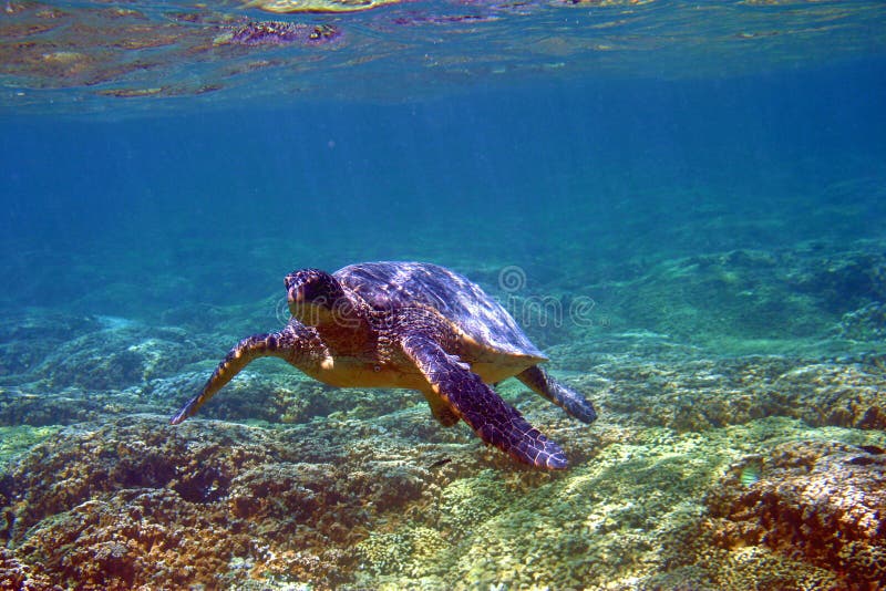 Underwater Sea Turtle in Hawaii