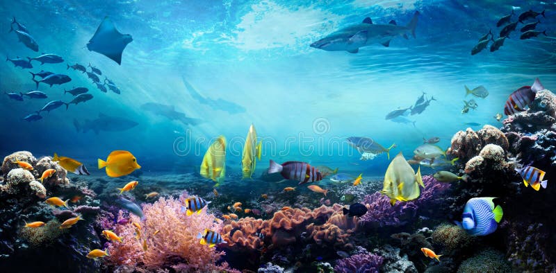 Underwater sea world. Life in a coral reef.