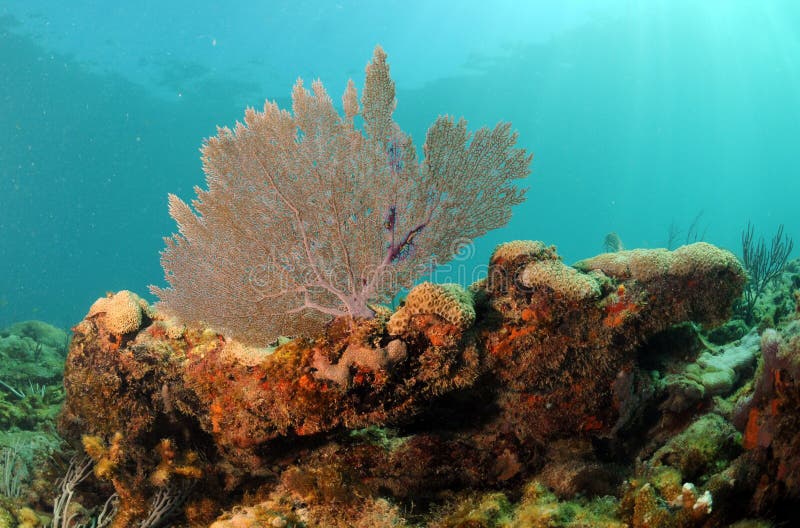 Underwater seascape with focus on sea fan royalty free stock photo