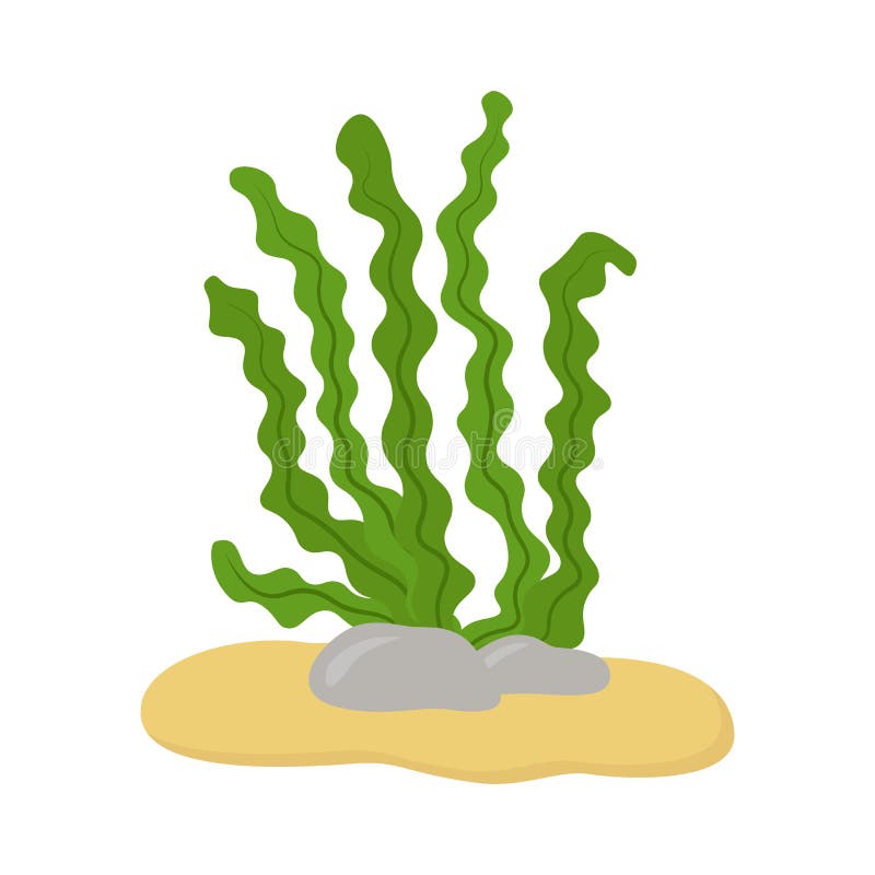 Underwater seaweed. Kelp, laminaria, spirulina. Vector illustration