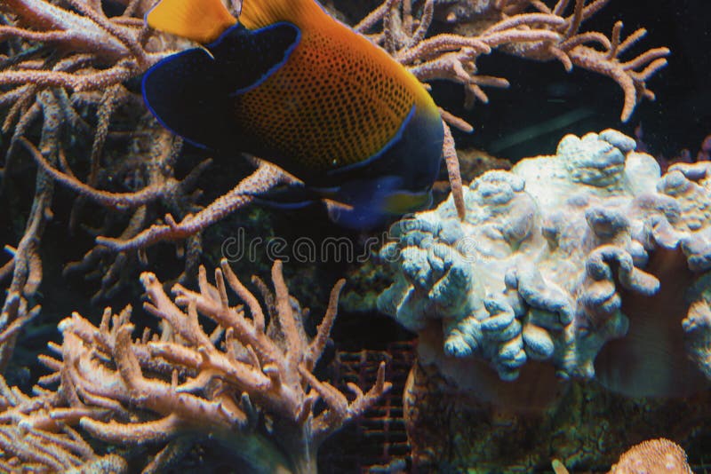 Underwater shot, fish in an aquarium