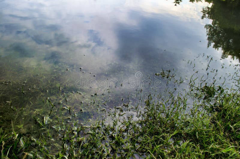 Underwater Shot of Grass and Plants Submerged in Clear Water with Lots ...