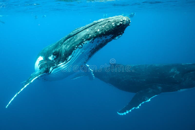 An underwater shot of humpback whales swimming