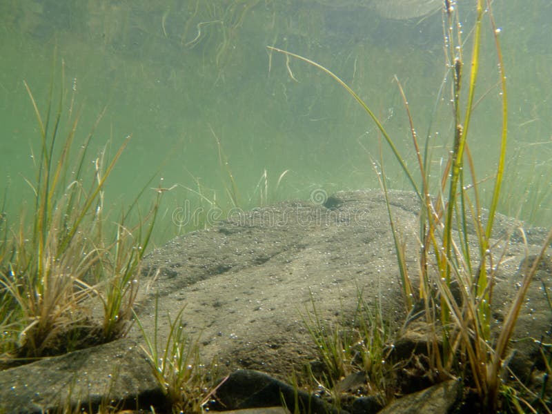 Underwater shot of submerged grass and plants