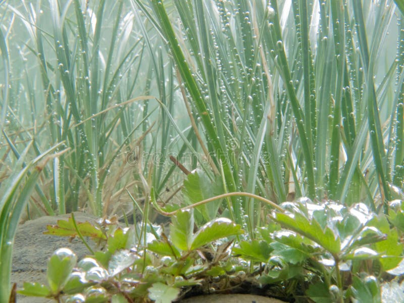 Underwater shot of submerged grass and plants