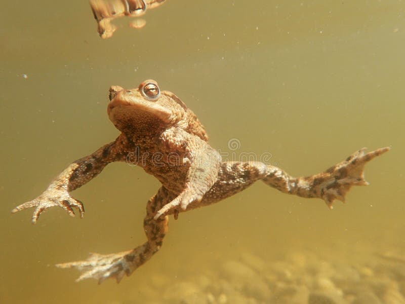 underwater frogs