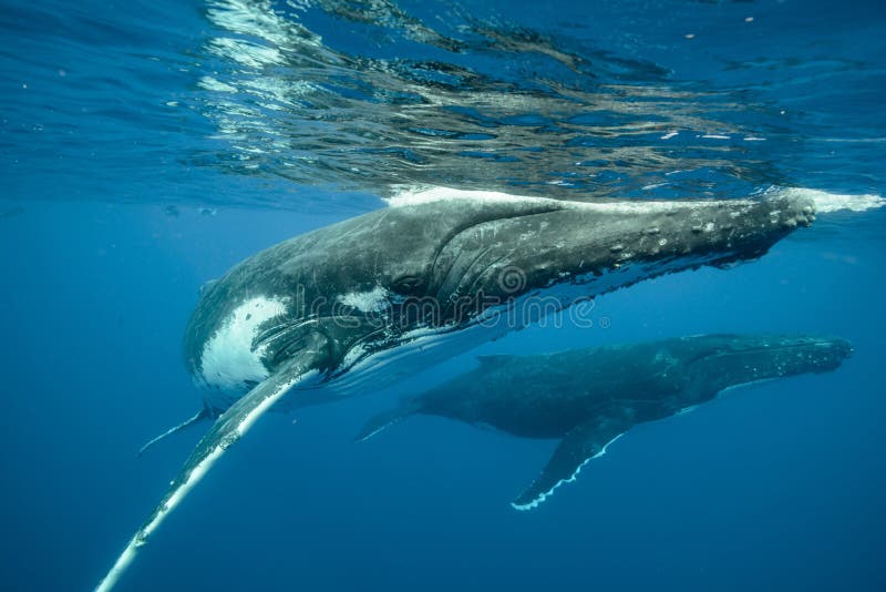 An underwater shot of two humpback whales swimming near the surface