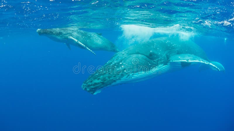 An underwater shot of two humpback whales swimming near the surface