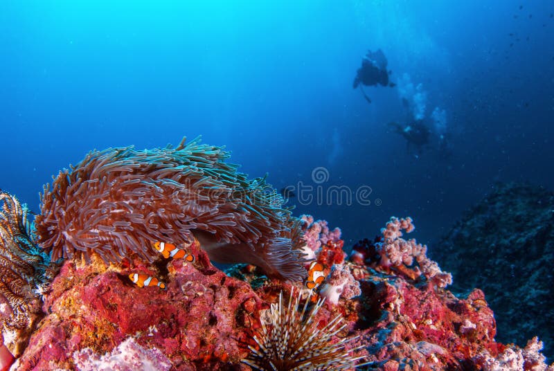 Underwater Similan,North Andaman Sea Stock Photo - Image of colorful ...