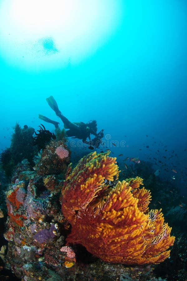 Underwater soft coral with diver