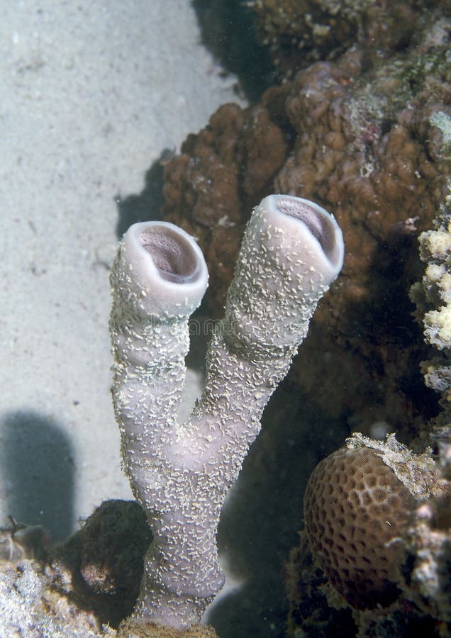 Sea cucumber stock photo. Image of diving, wildlife, marine 17814100